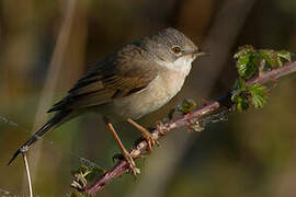 Common Whitethroat