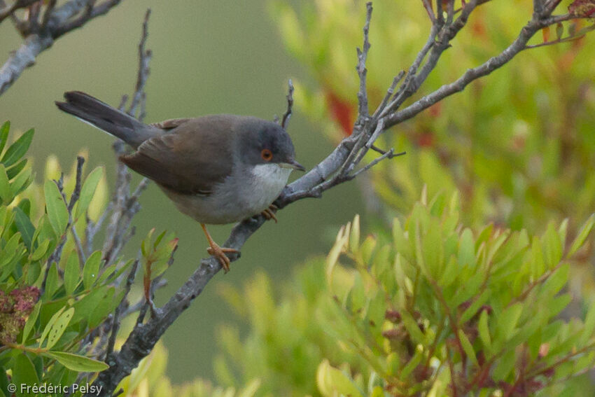 Sardinian Warbler female