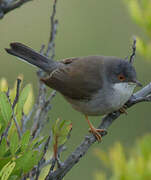 Sardinian Warbler