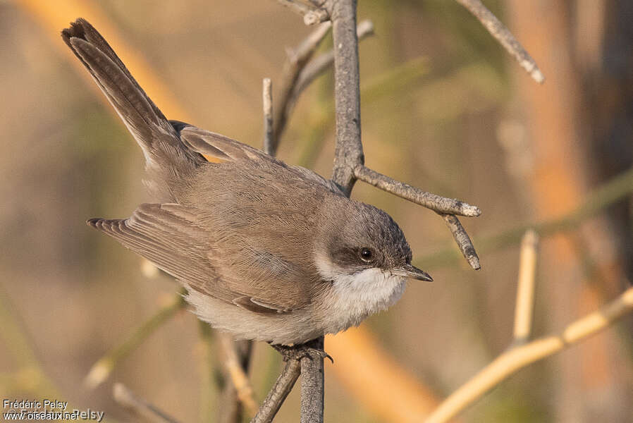 Desert Whitethroat, pigmentation