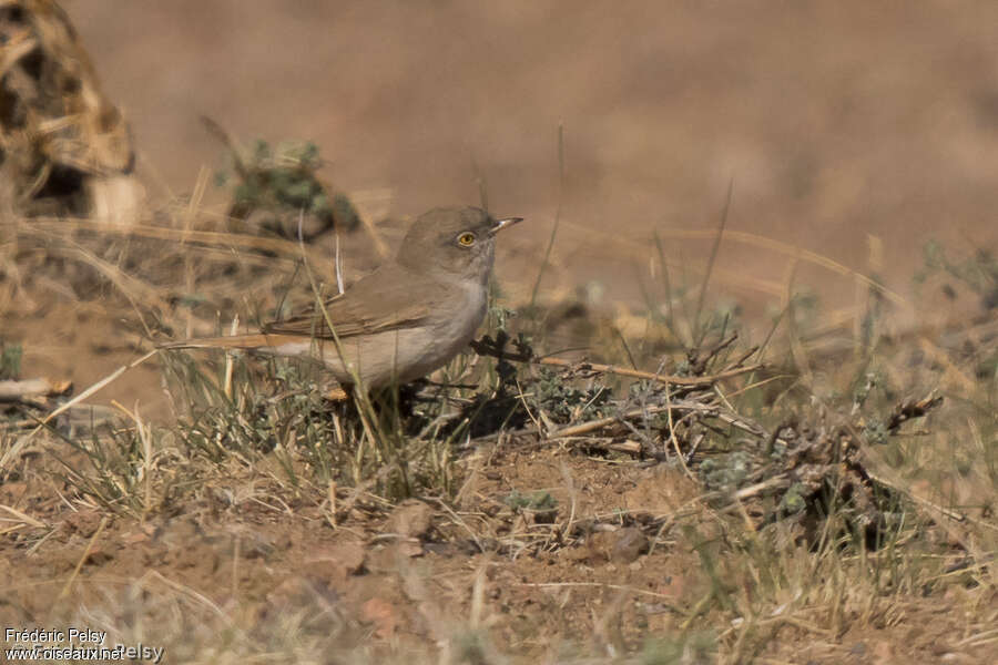 Fauvette naineadulte, identification