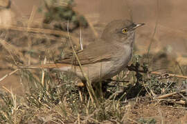 Asian Desert Warbler