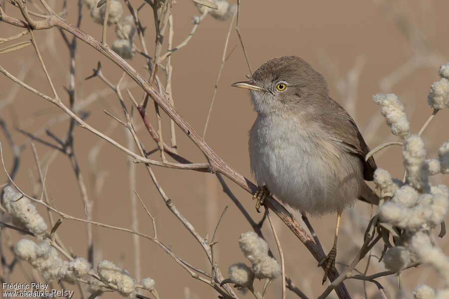 Asian Desert Warbler, close-up portrait