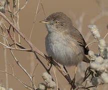 Asian Desert Warbler