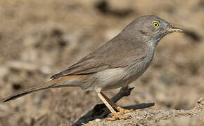 Asian Desert Warbler