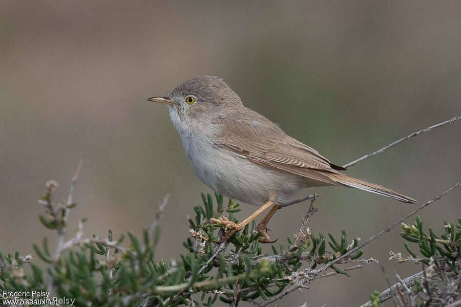 Fauvette naine mâle adulte nuptial, habitat, pigmentation