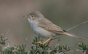 Asian Desert Warbler