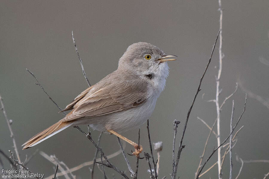 Asian Desert Warbler male adult breeding, song