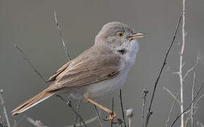 Asian Desert Warbler