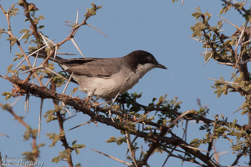 Eastern Orphean Warbler male adult post breeding, identification