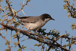 Eastern Orphean Warbler