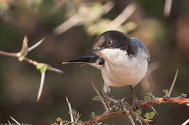 Eastern Orphean Warbler