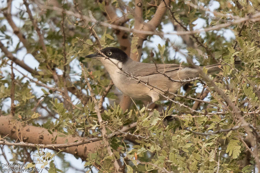 Fauvette orphéane mâle adulte, habitat, pigmentation