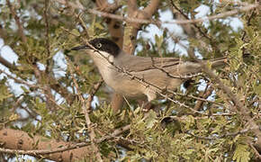 Eastern Orphean Warbler