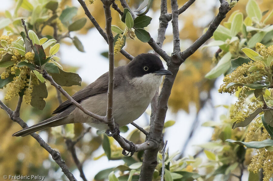 Fauvette orphéeadulte