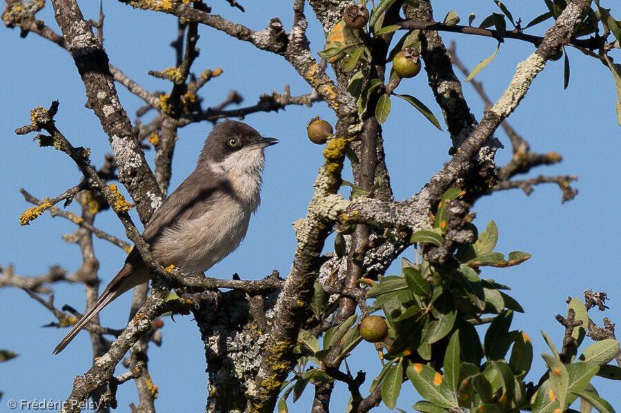 Western Orphean Warbler