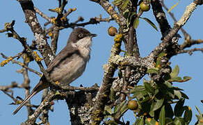 Western Orphean Warbler