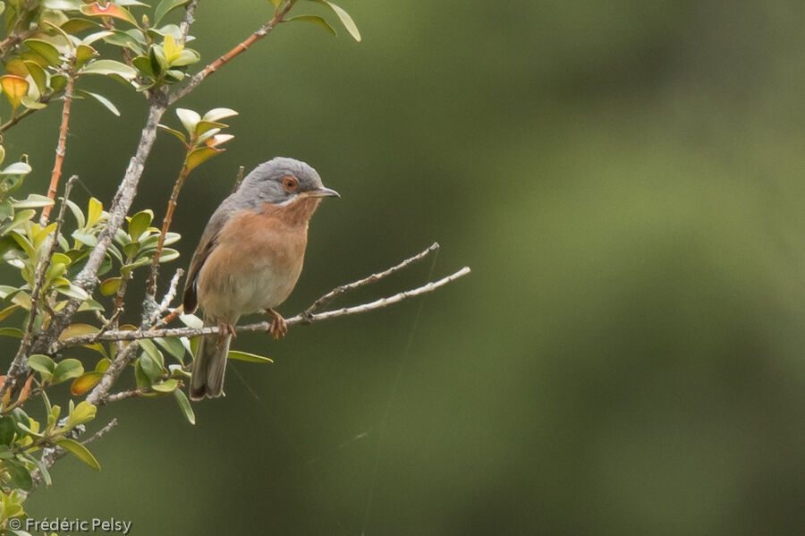 Subalpine Warbler male adult