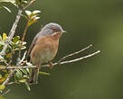 Fauvette passerinette