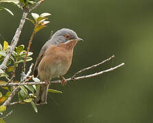 Western Subalpine Warbler