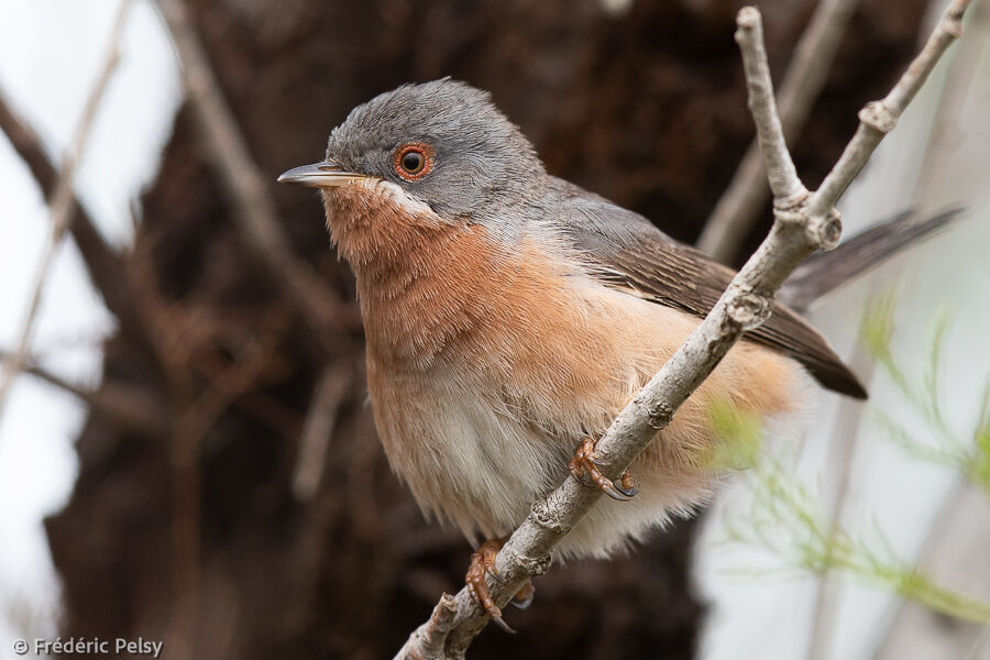 Western Subalpine Warbler