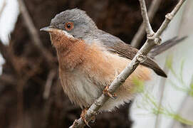 Western Subalpine Warbler