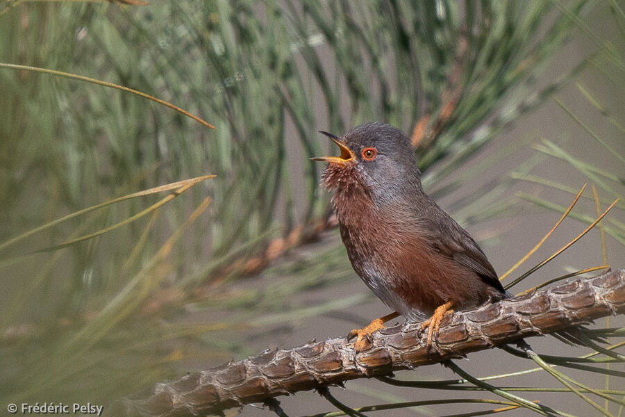 Dartford Warbler male adult