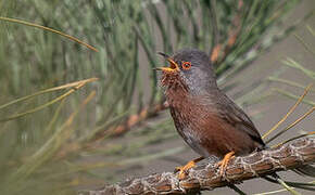 Dartford Warbler