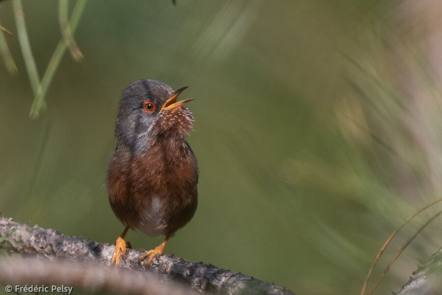 Dartford Warbler male adult breeding