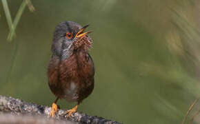 Dartford Warbler