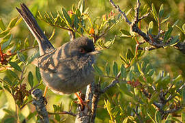 Marmora's Warbler