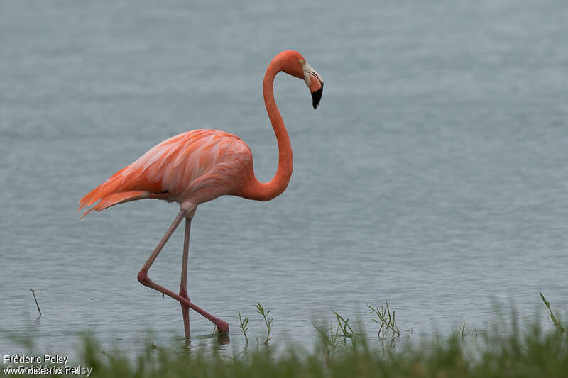 American Flamingoadult, identification
