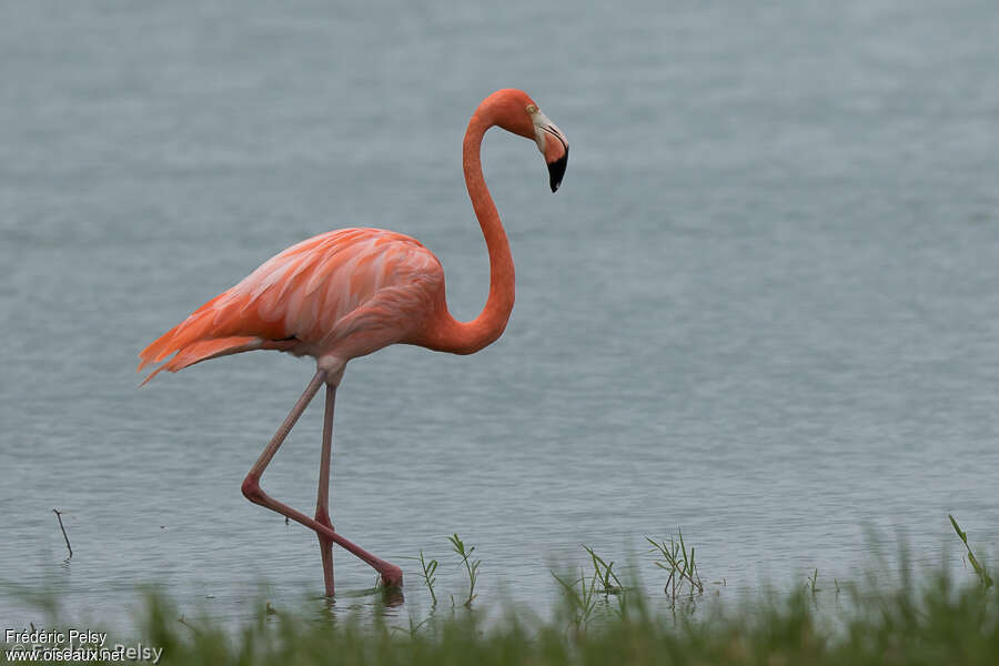 Flamant des Caraïbesadulte, identification