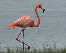 Flamant des Caraïbes