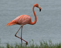 Flamant des Caraïbes