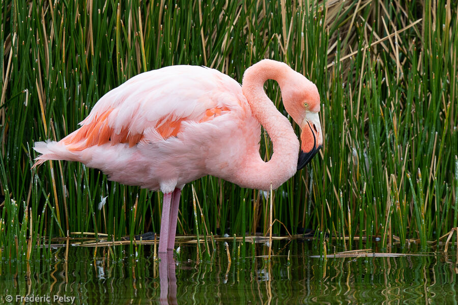 Flamant des Caraïbes