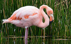 American Flamingo