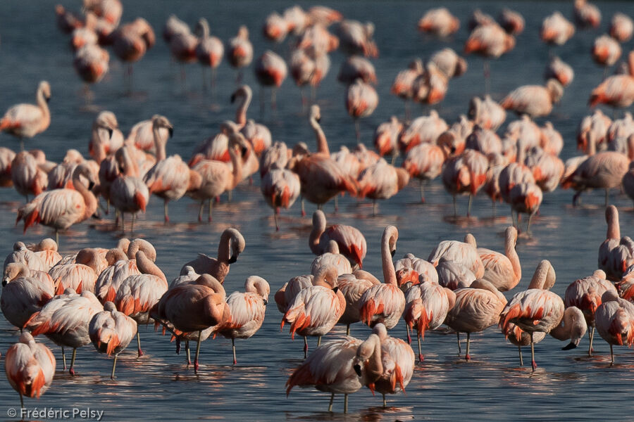 Chilean Flamingo