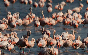 Chilean Flamingo