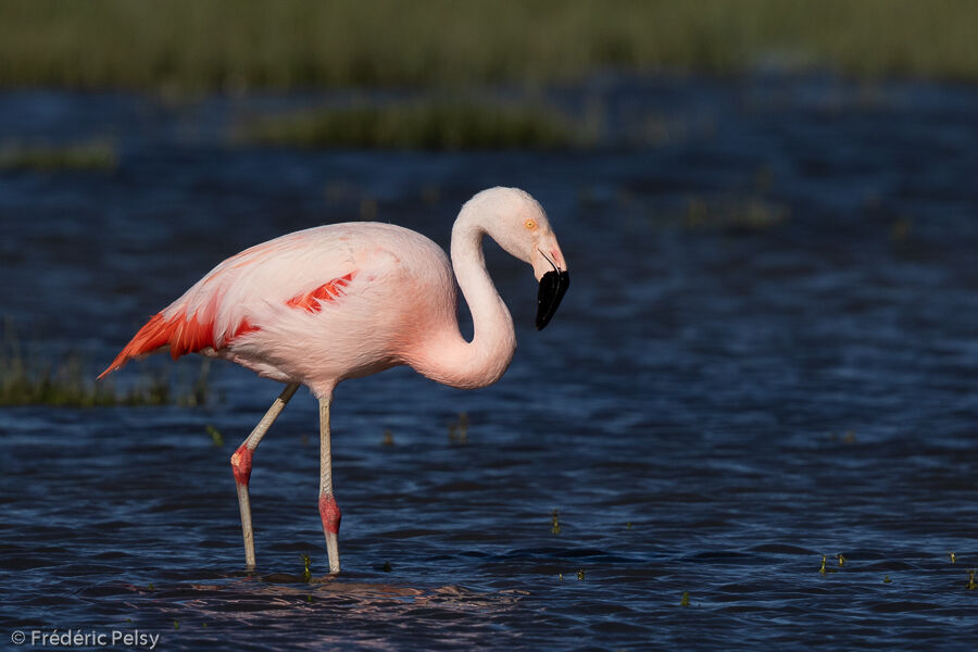 Flamant du Chiliadulte