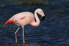 Chilean Flamingo