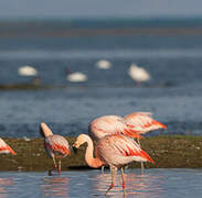 Chilean Flamingo