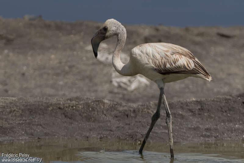Lesser Flamingojuvenile, identification