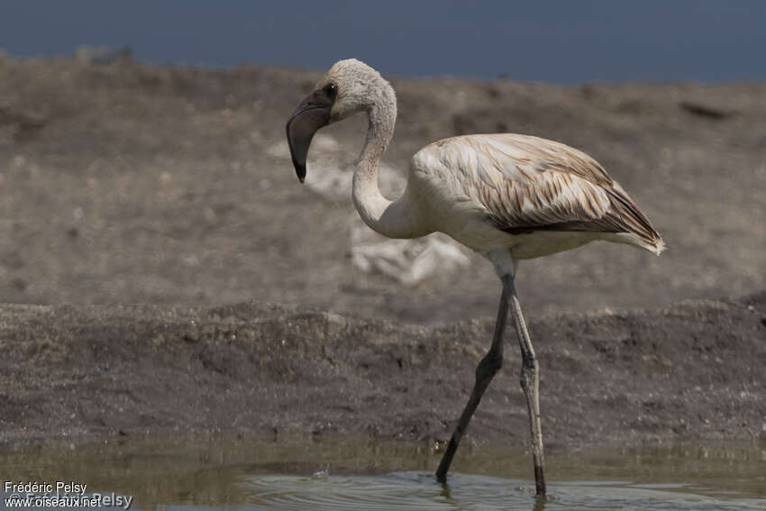 Flamant nainjuvénile, identification