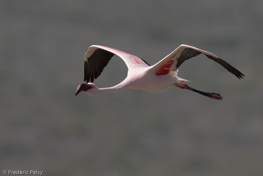 Lesser Flamingoadult, Flight