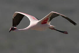 Lesser Flamingo