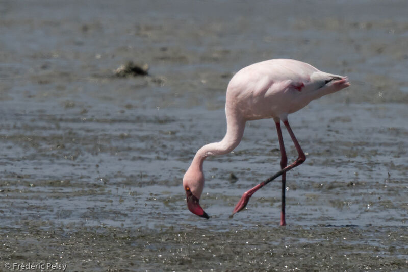 Lesser Flamingoadult, eats