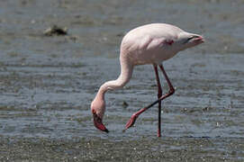 Lesser Flamingo