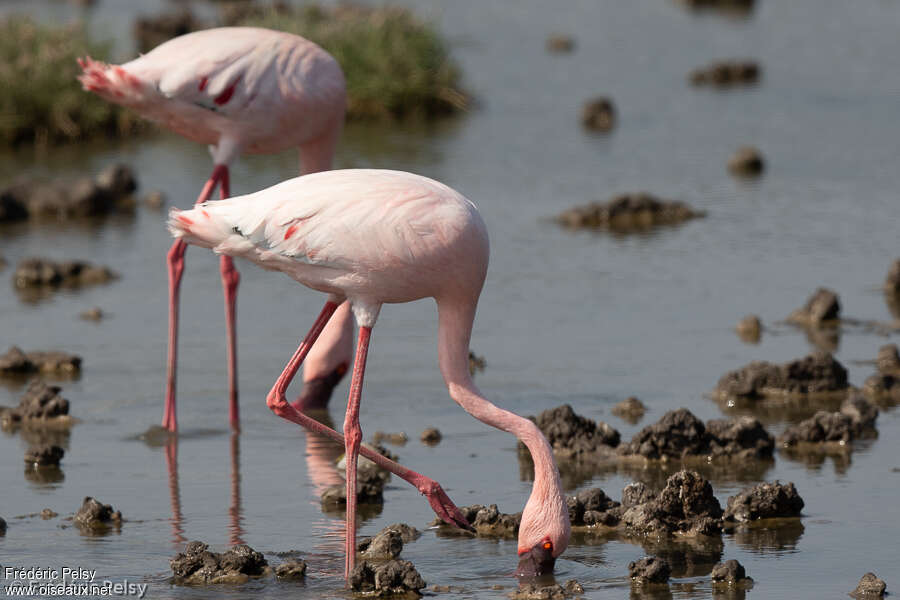 Flamant nainadulte, pêche/chasse