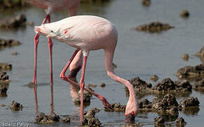 Lesser Flamingo